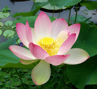 A pink lotus flower, petals partially unfurled.