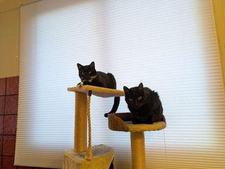 two black cats on a cat tree, one with yellow eyes and white whiskers.